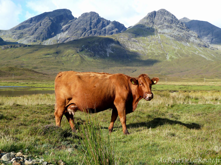 Belle vache rousse prés du loch Slapin